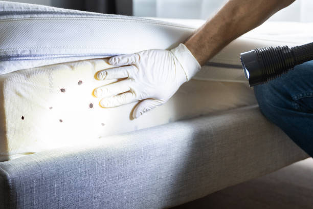 Wasp Removal Services in Hoopeston, IL